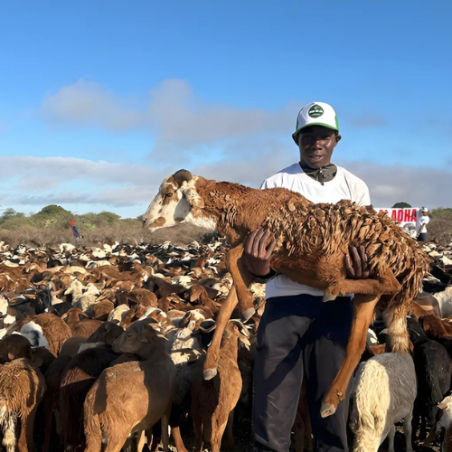 Mouton en Aumône