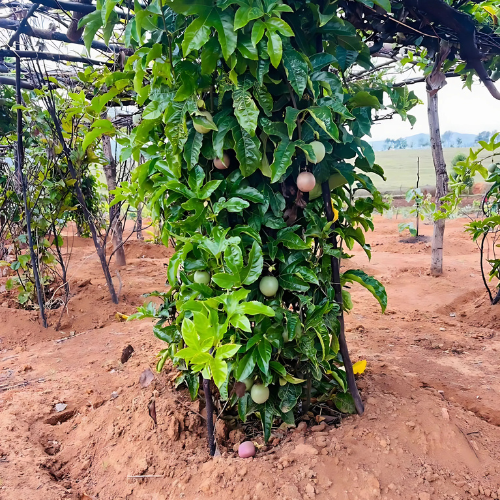 Arbre Fruitier