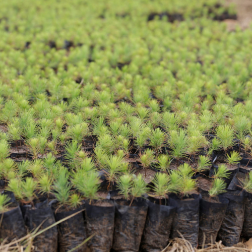 Forêt – 80 arbres fruitiers
